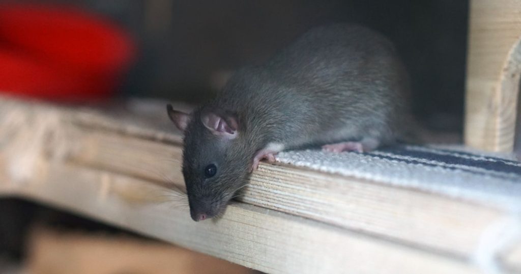 Pest Control in Storage Lockers