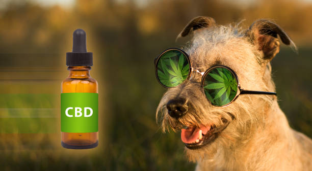 Dog’s Health Naturally