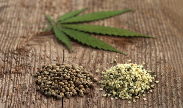 Indica vs. Sativa Strains