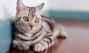Respiratory Considerations in Persian Cat Breeding