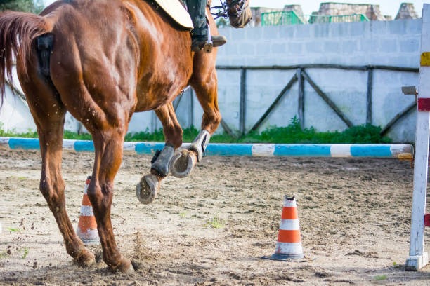 Cavaletti Training for Horses